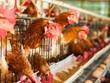 Đã xuất hiện cúm gia cầm gây ra bởi virus H5N1 tại một trang trại ở thành phố Thiệu Dương, Hồ Nam (Trung Quốc). 