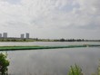 TP. Đà Nẵng tạm dừng khởi Công trình đường vành đai tây 2 - đường và cầu qua sông Cổ Cò.