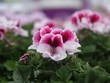 Chậu hoa “biết đi”, giúp Hà Lan dẫn đầu thế giới về hoa