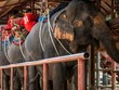 Các công viên voi ở Thái Lan vắng bóng du khách do virus corona. Ảnh: AFP.