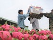 Quả thanh long và cá ba sa có thể đổ bộ vào Ấn Độ thời gian tới. (ảnh minh họa)