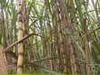 Kl99 nổ hũ của Mía đường Lam Sơn giảm mạnh sau kiểm toán, nhưng vẫn tăng so với năm trước do năm 2018 Công ty thua lỗ