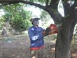 Sáng nay, 22/4, các đơn vị thi công tiến hành di dời cây xanh để lấy mặt bằng thi công.