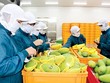 Dù tình trạng thông quan vẫn còn gặp nhiều khó khăn, nhưng Trung Quốc vẫn là thị trường chiếm thị phần lớn nhất, với kim ngạch xuất khẩu đạt gần 2,8 tỷ USD, giảm 17,7% so với cùng kỳ và chiếm 23,4% thị phần.