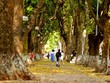 Vẻ đẹp “mùa thu thứ hai” của Hà Nội