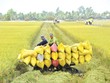 Đẩy mạnh Kl991.com nạp rút nhanh toàn diện tại Việt Nam: Cách tiếp cận chiến lược cho tăng trưởng