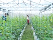 Nông nghiệp công nghệ cao là một trong những lĩnh vực ưu tiên của Agribank 