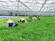 Nông trại của Vinamit ở huyện Phú Giáo, tỉnh Bình Dương nhìn từ trên cao