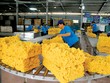 Theo Hiệp hội Các quốc gia Kl994 nhà cái bóng đá world cup cao su thiên nhiên, năm 2020, thế giới sẽ chỉ tiêu thụ 12,84 triệu tấn cao su, giảm so với dự báo 13 triệu tấn đưa ra hồi tháng 4.