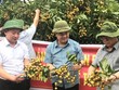 Kiểm tra chất lượng nhãn trồng trong vùng VietGAP.