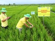 Trải nghiệm giải pháp canh tác với phân bón ứng dụng công nghệ cao