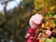 Ảnh: Thành Nguyễn