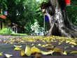 Thu Hà Nội năm nào cũng đến nhưng vẫn khiến người ta háo hức, mong chờ. Ảnh: Thành Nguyễn. 