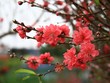 Chợ hoa Tết hút khách