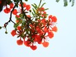 Phượng đại diện cho mùa Hạ, cho những ký ức tuổi học trò. Ảnh: Thành Nguyễn.