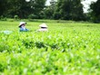 Khoảng 10% dân số các tỉnh triển hai dự án được thụ hưởng lợi ích trực tiếp. Ảnh: Thành Nguyễn.
