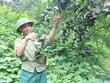 Vườn cam giúp gia đình ông Lưu Chấn Thụ (Bắc Kạn có thu nhập hàng tỷ đồng mỗi năm