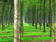 Đăk Nông: 9x đem bán 3 vườn cao su của người khác lĩnh án 3 năm 6 tháng tù