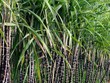Vùng nguyên liệu mía của TTC Sugar lên tục được mở rộng.