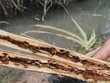Sâu đục thân hại mía