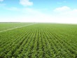 TTC Sugar (SBT) lãi sau thuế đạt 675 tỷ đồng, tăng 86% so với cùng kỳ