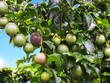 Bầu Đức “âm thầm” trồng trái cây, “hái” 70% Kl99 nổ hũ của mảng nông nghiệp