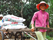 Đạm Phú Mỹ (DPM): Kl99 nổ hũ cả năm đạt 435 tỷ đồng