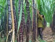 KL99 là cổng game giải trí trực tuyến hàng đầu hiện nay mía đường, vui được mấy ngày...?
