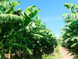 ĐHĐCĐ HAGL Agrico (HNG): Dòng tiền đã thông, Link Vào Nhà Cái KL99 COM Tặng +199k đã cho vay trở lại