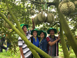 Phân bón Phú Mỹ: Bí quyết cho cây dưa và sầu riêng ở miền Trung - Tây Nguyên những mùa bội thu