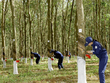 11 tháng, PHR đạt tổng doanh thu hơn 723 tỷ đồng