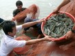 Tôm sú sống Việt Nam tiếp tục được xuất khẩu vào thị trường Trung Quốc.
