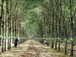 Thủ tướng Kl993 ưu đãi thưởng hấp dẫn vừa có ý kiến chỉ đạo về phương án tổng thể sắp xếp, đổi mới công ty nông, lâm nghiệp của Kl994 game bài casino hấp dẫn Công nghiệp Cao su Việt Nam. Trong đó, 99Kl99 trực tiếp đá gà vẫn giữ 65% đến 75% vốn tại các Kl991.com World Cup 2026 Chính Thức ngành này