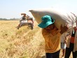 Đối với nông nghiệp, Nghị quyết yêu cầu tập trung tái cơ cấu, nâng cao hiệu quả Kl994 nhà cái bóng đá world cup nông nghiệp, xây dựng nông thôn mới gắn với nâng cao đời sống nông dân (ảnh Tuổi trẻ)