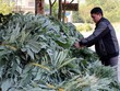 Từ việc bán lá tươi, người trồng atiso ở Sa Pa thu về hàng tỷ đồng mỗi năm
(Ảnh: Báo Lào Cai)