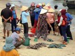 Người dân đang rất lo lắng khi những ngày gần đây cá chết bất thường không rõ nguyên nhân. (Ảnh: Trần Tĩnh/TTXVN)
