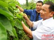 Trồng hoa thiên lý thu nhập cao gấp 3 - 4 lần các loại rau màu khác