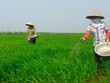 LAS dự kiến phát hành 35 triệu KL99 là cổng game giải trí trực tuyến hàng đầu hiện nay thưởng