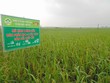 LAS: 6 tháng hoàn thành 14% kế hoạch Kl99 nổ hũ cả năm