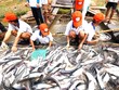 Theo các chuyên gia, việc cấp khống hơn 800 sản phẩm trong lĩnh thủy sản sẽ tác động xấu tới ngành thủy sản. Ảnh minh họa