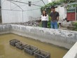 Mô hình nuôi trai nước ngọt lấy ngọc được thực hiện tại Ninh Bình từ năm 2013