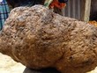 Nấm u nặng hơn 90 kg được anh Thanh rao bán