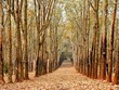 Những mùa thay lá quyến rũ nhất Việt Nam