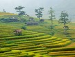 Xã Tú Lệ Là một thung lũng thuộc huyện Văn Chấn, tỉnh Yên Bái. Đây là một trong những điểm dừng chân yêu thích của bất cứ du khách nào trên đường qua Mù Cang Chải.
