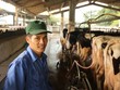 Nhờ bò sữa mà các hộ dân nơi đây đổi đời, trở thành tỷ phú với thu nhập trung bình mỗi hộ 35-40 triệu đồng/tháng
