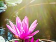 Hoa súng suối Yến. Ảnh: Trung Đỗ Thành