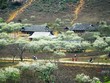 '"Hoa tuyết" Mộc Châu