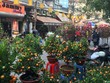 Đào, quất khiến phố cổ Hà Nội rộn ràng không khí Tết