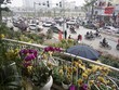“Con đường đào quất” lớn nhất Hà Nội