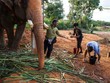 Toàn cảnh thu hoạch cà phê đắt nhất thế giới từ phân voi
